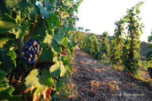 La vigna S'Ortu e su Riu