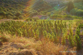 La vigna e il frutteto